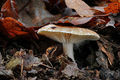 Hygrophorus arbustivus